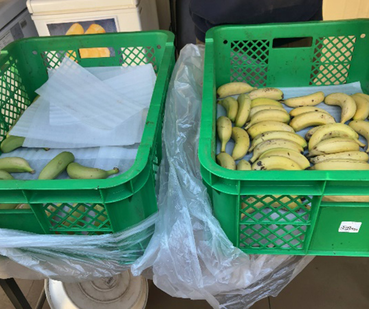 農園で販売されているきみさらずバナナ