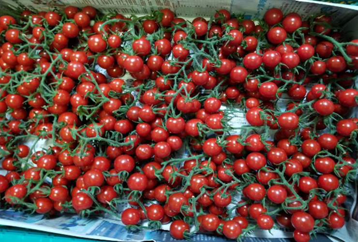 特別栽培の高糖度ミニトマト