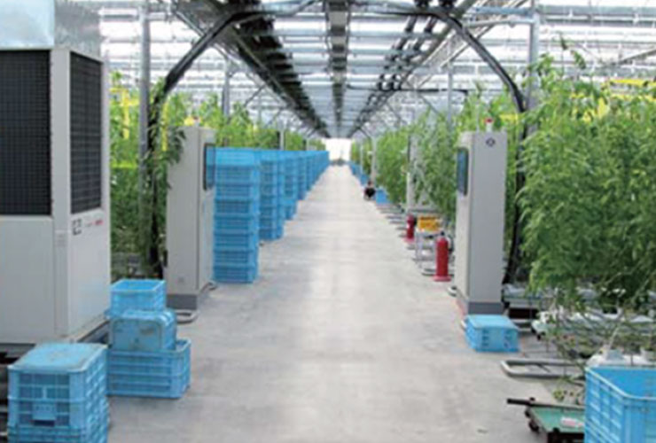 トマト温室栽培施設