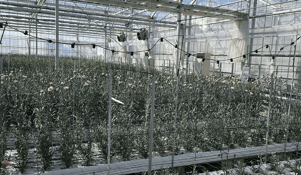 上からLEDを照射したカーネーションの栽培試験の列