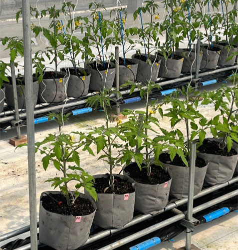 ポットを用いて栽培されるトマト1