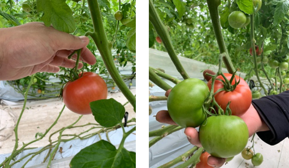 当社で栽培するトマト