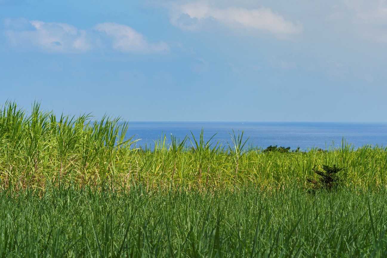 奄美大島のサトウキビ畑