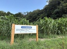 写真：ソルガムの畑　株式会社HSS　ホームページより